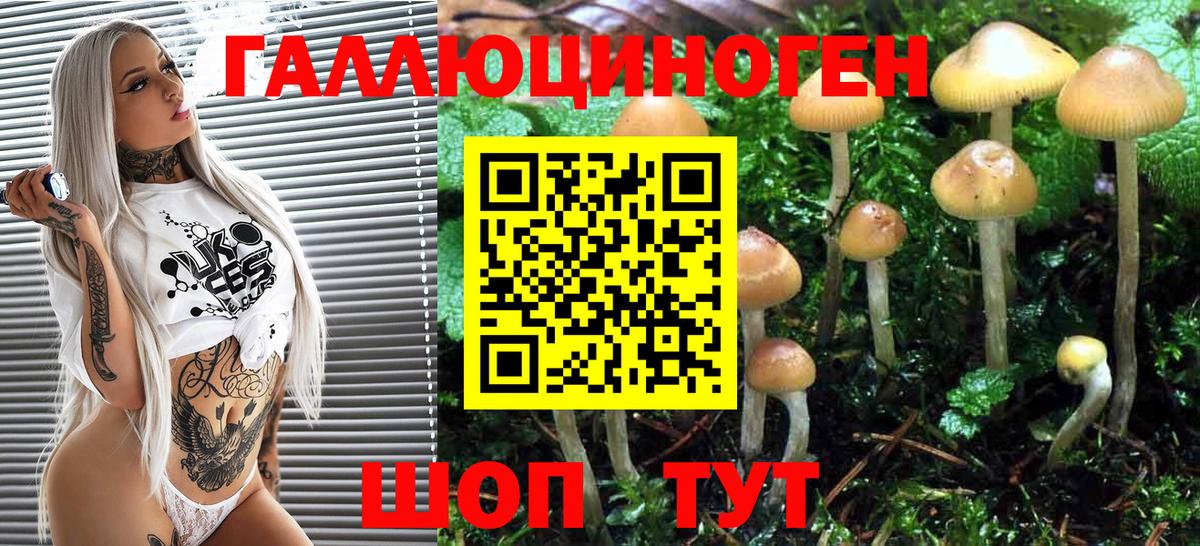 где купить   Вход с VPN  Кудрово  Галлюциногенные грибы Psilocybe 